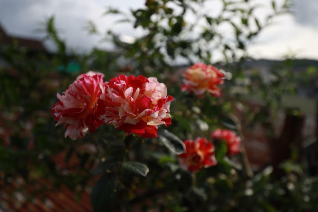 Homestay Doc Tinh Da Lat Eksteriør billede